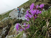 45 Primula di Lombardia in gran fioritura